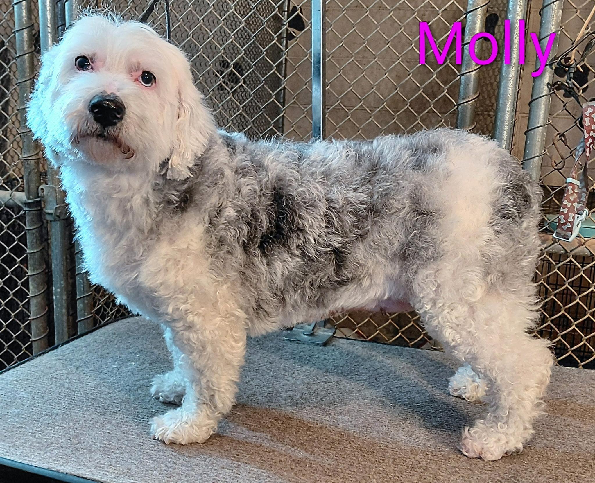 Molly, ADOPTABLE, Adult Female Old English Sheepdog & Miniature Poodle.