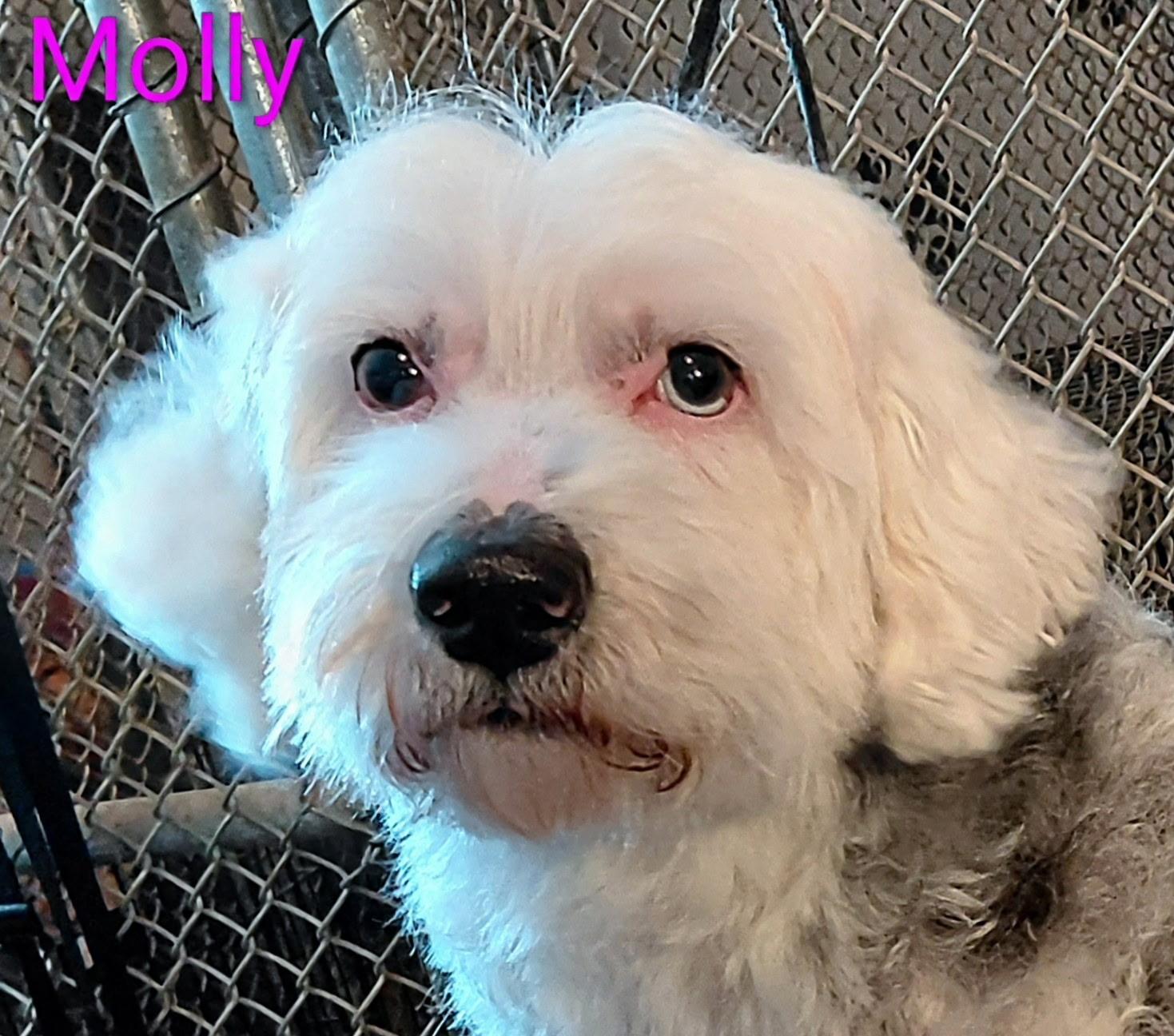 Enlarge Molly, a ADOPTABLE mixed breed in Lincoln, MA image 2/3