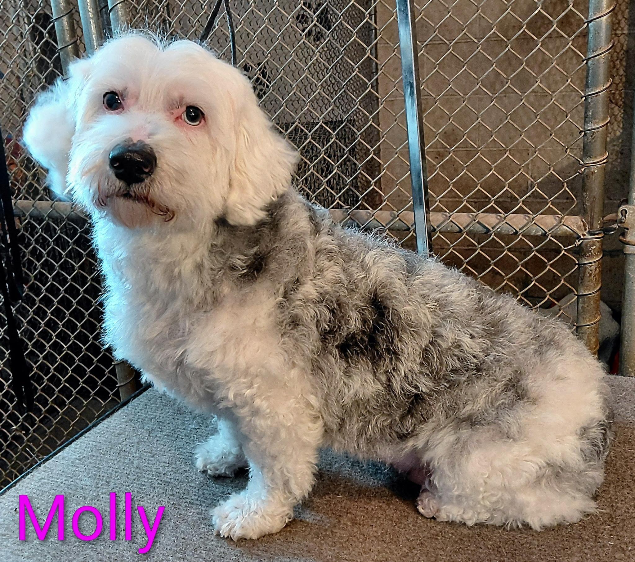 Enlarge Molly, a ADOPTABLE mixed breed in Lincoln, MA image 3/3