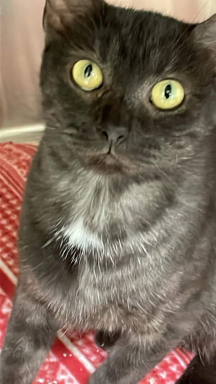 Kansas, Adoptable, Young Female Domestic Short Hair.