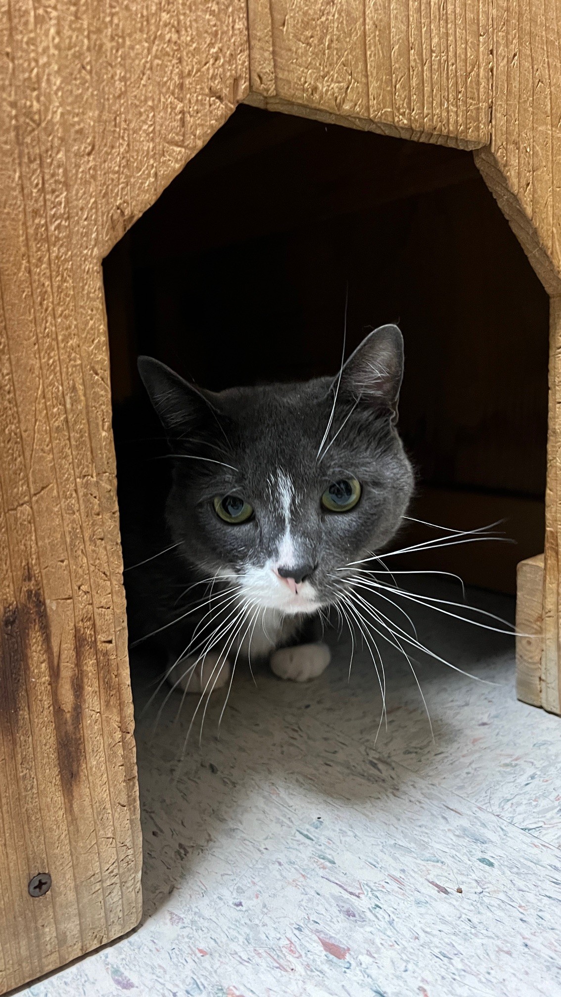 Enlarge TUCKER, an adoptable American Shorthair in Spokane, WA image 1/3