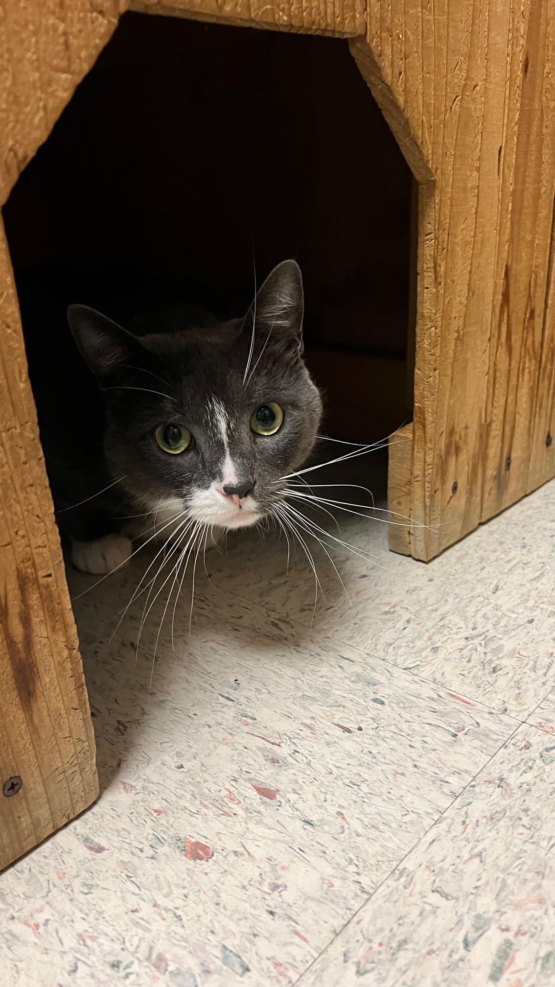 Enlarge TUCKER, an adoptable American Shorthair in Spokane, WA image 2/3