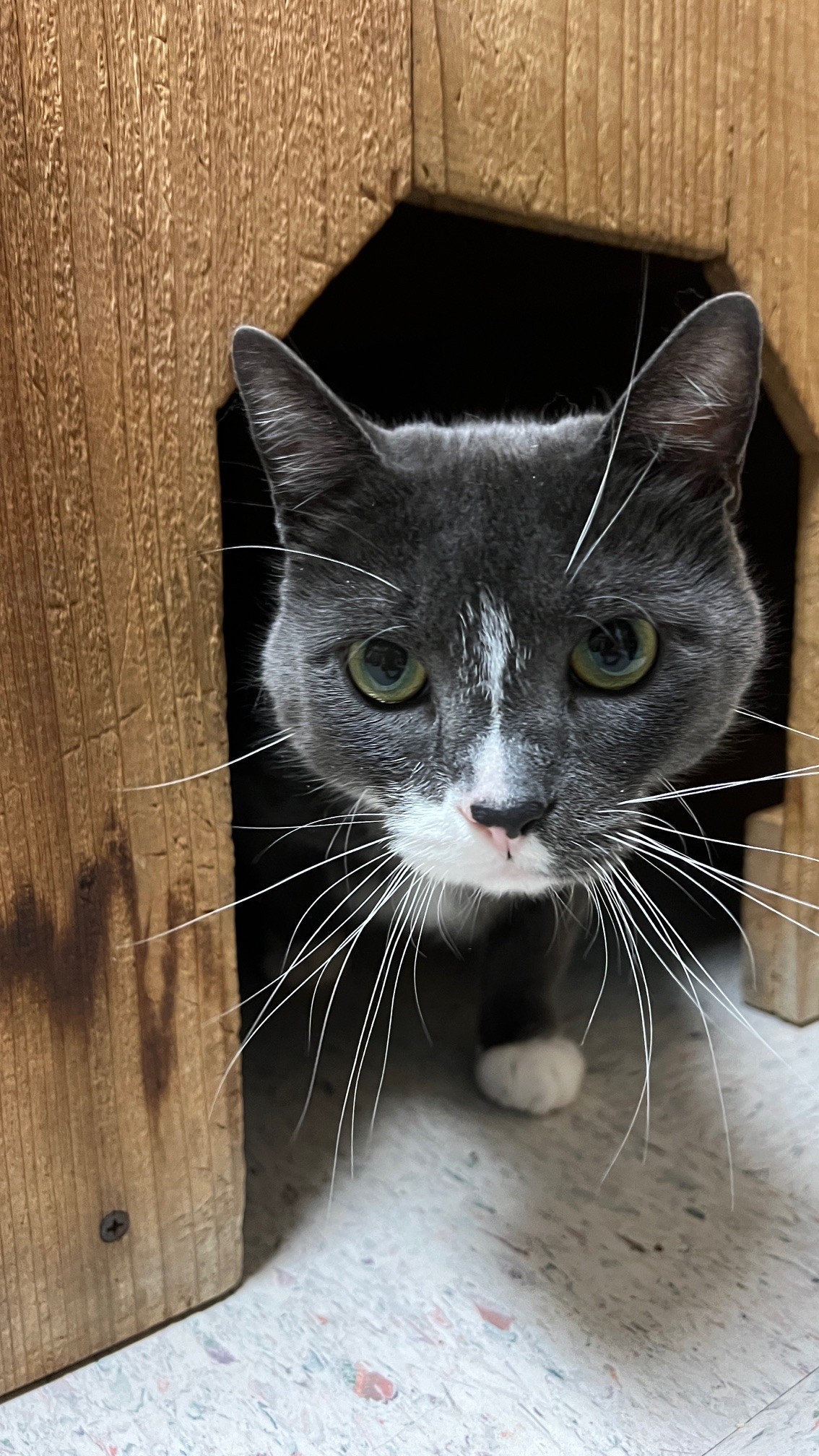 Enlarge TUCKER, an adoptable American Shorthair in Spokane, WA image 3/3