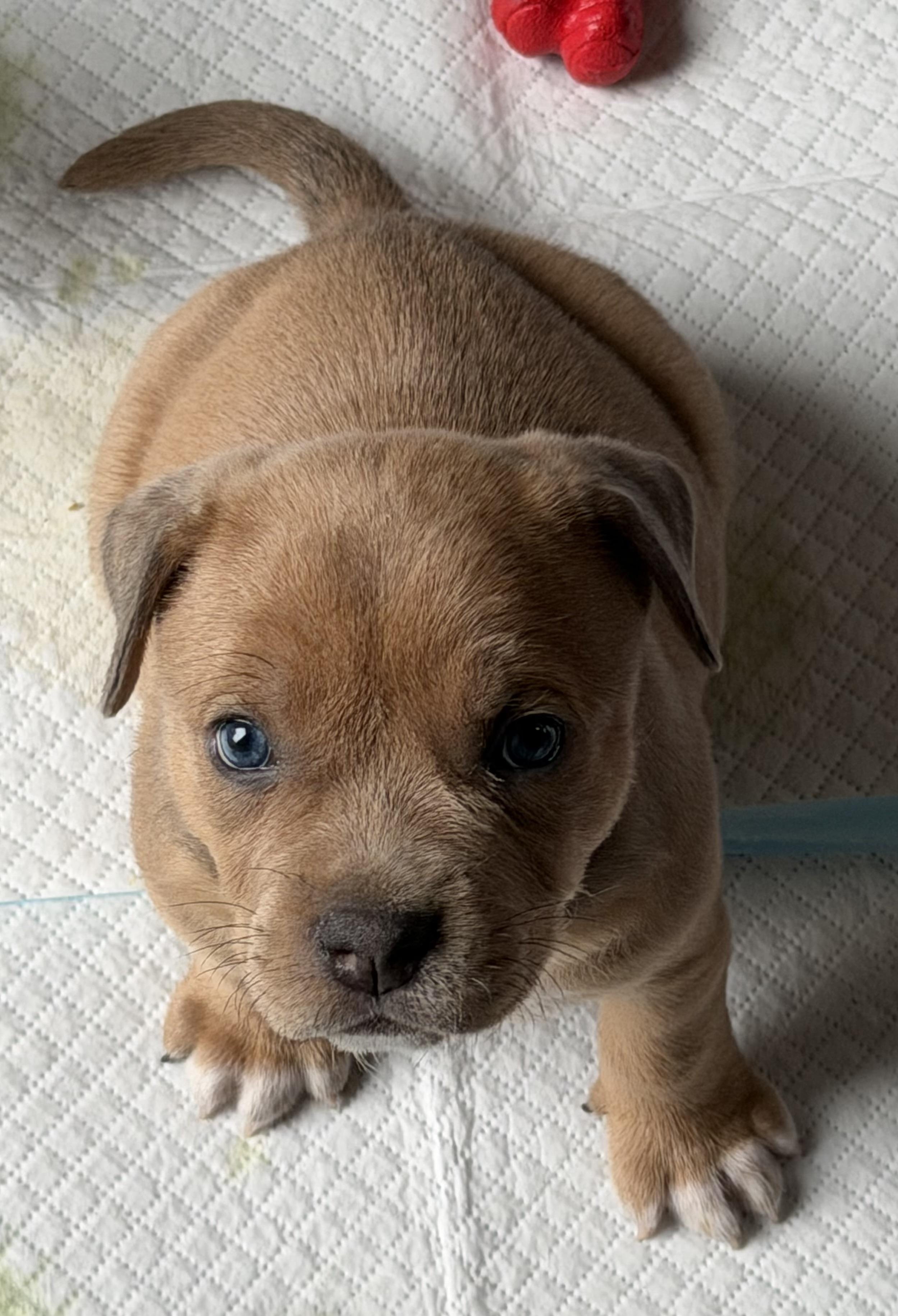 Enlarge Grey Poupon, a ADOPTABLE mixed breed in Grafton, OH image 2/2