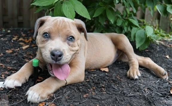 Grey Poupon, a ADOPTABLE mixed breed in Grafton, OH image 2/5