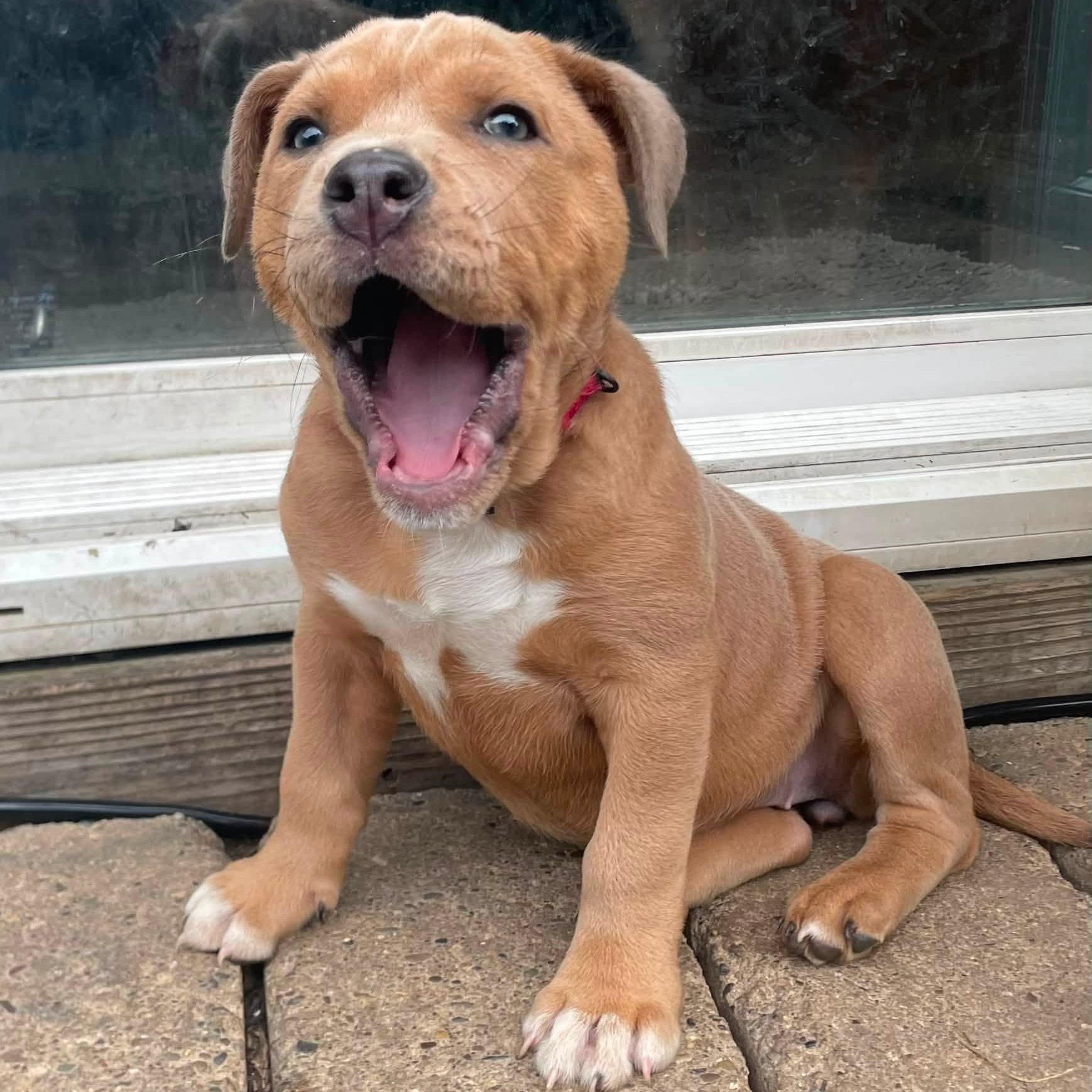 Grey Poupon, ADOPTABLE, Puppy Female Bulldog.