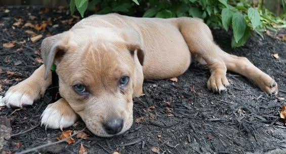 Grey Poupon, a ADOPTABLE mixed breed in Grafton, OH image 4/5