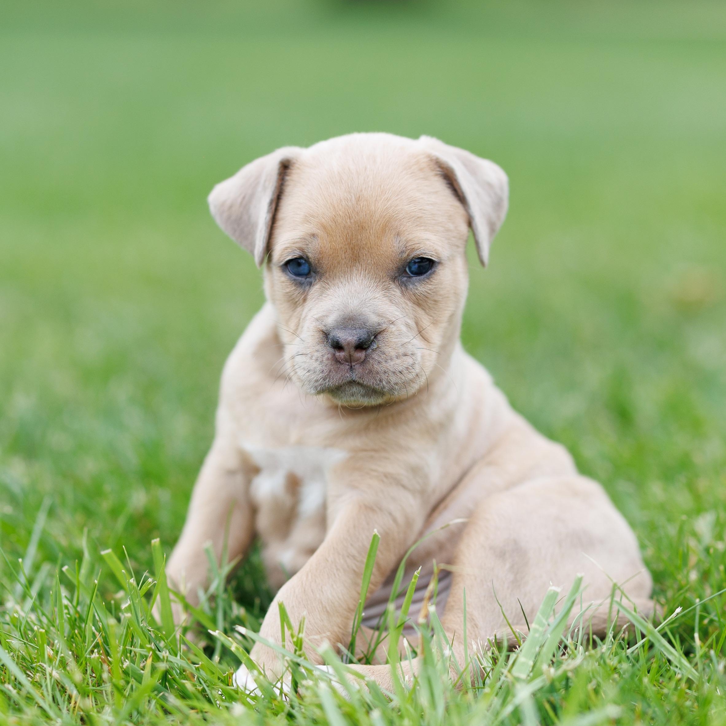 Grey Poupon, ADOPTABLE, Puppy Female Bulldog.