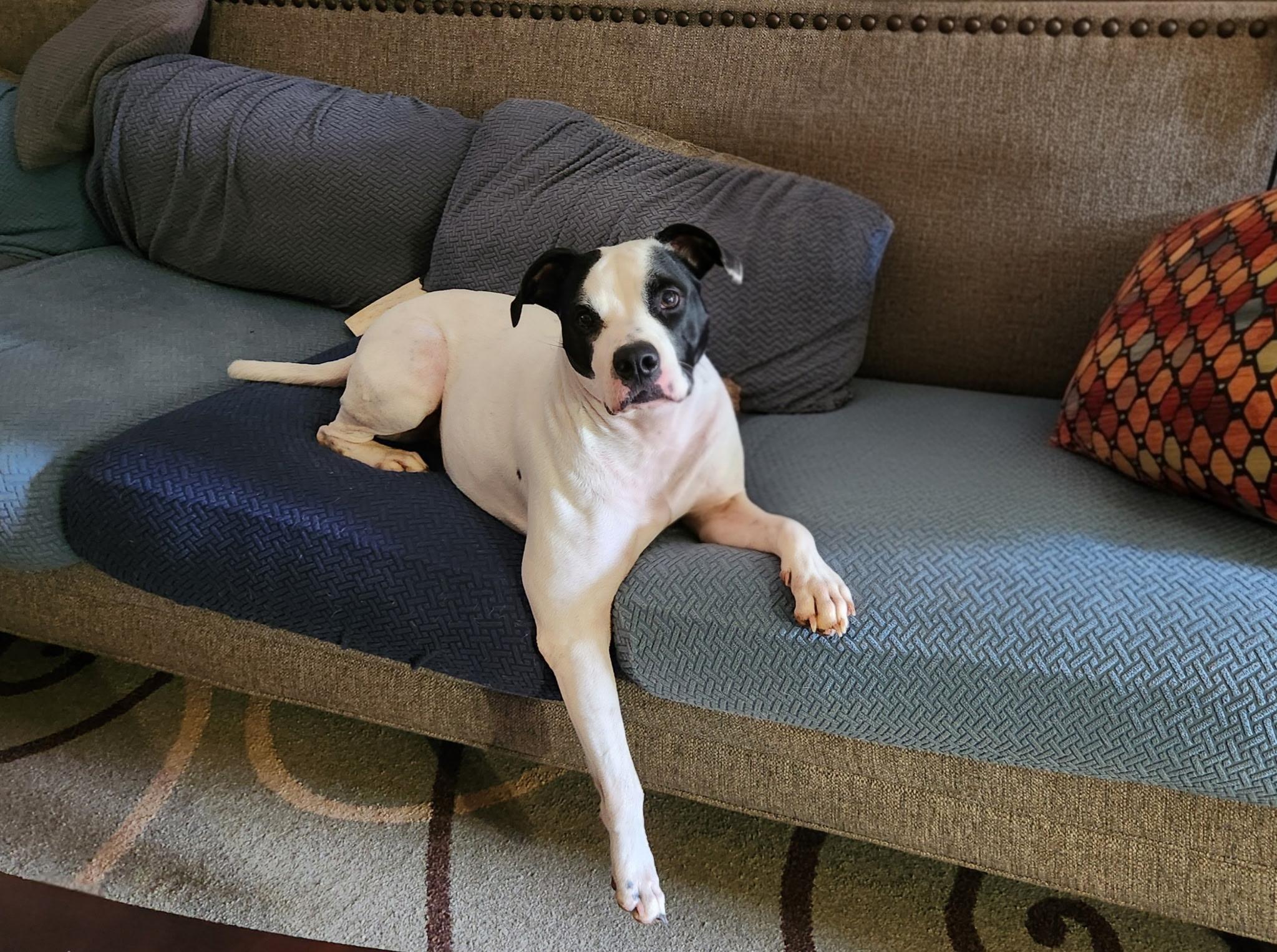 Mallow, ADOPTABLE, Adult Female Boxer.