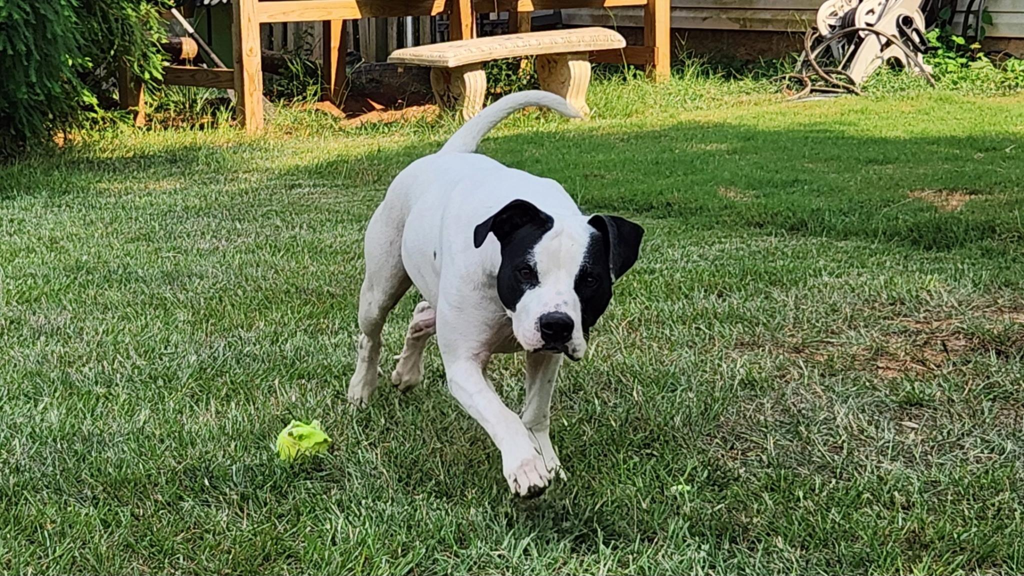 Mallow, a ADOPTABLE mixed breed in North Augusta, SC image 4/5