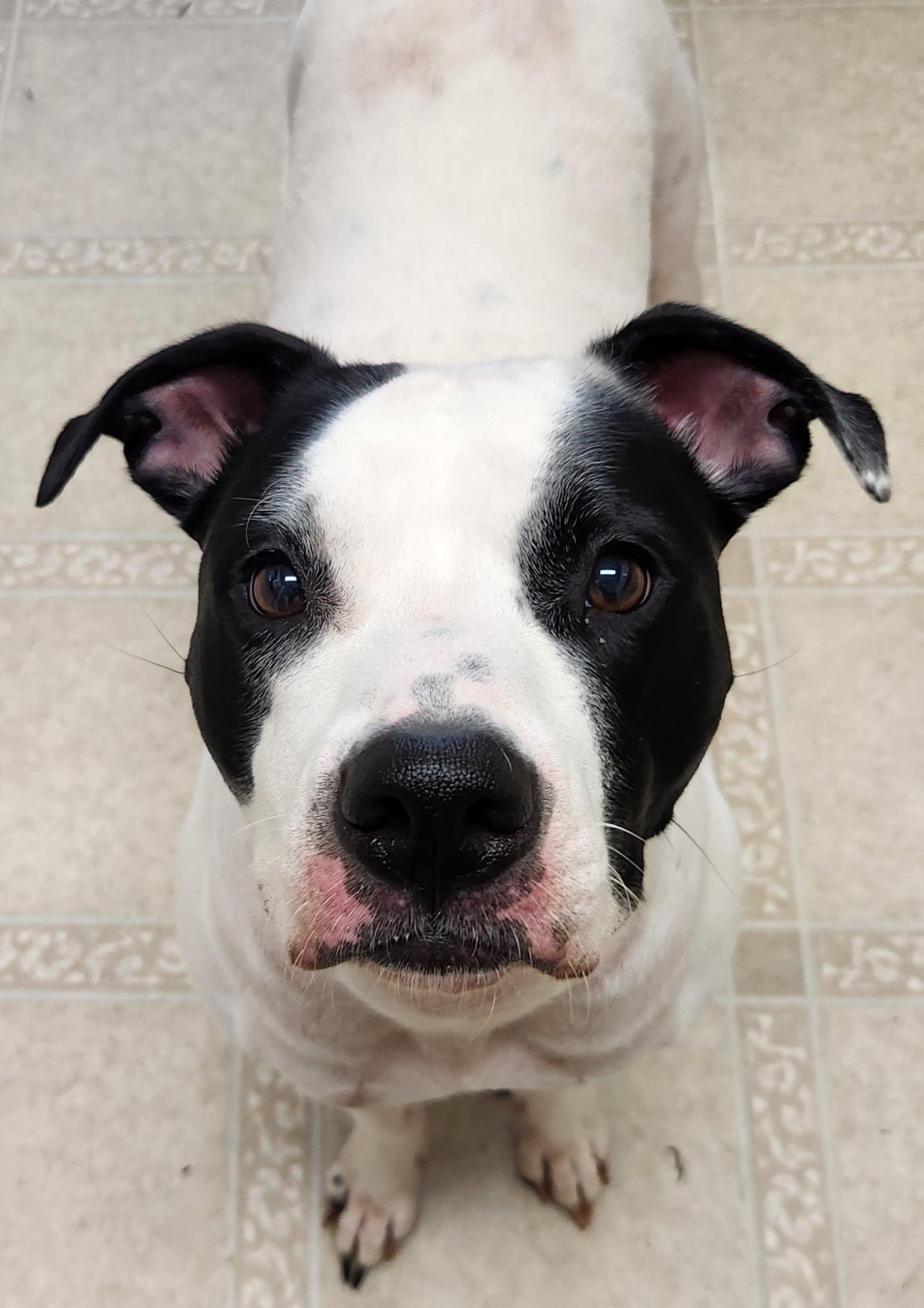 Mallow, a ADOPTABLE mixed breed in North Augusta, SC image 2/5