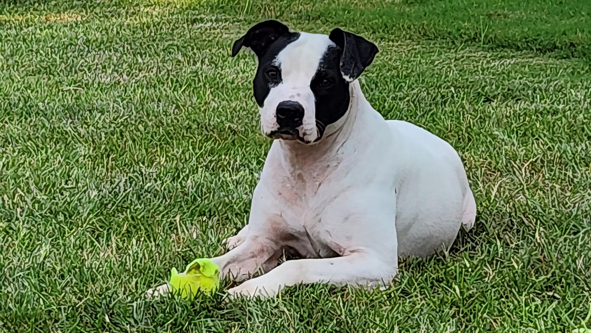 Mallow, a ADOPTABLE mixed breed in North Augusta, SC image 3/5