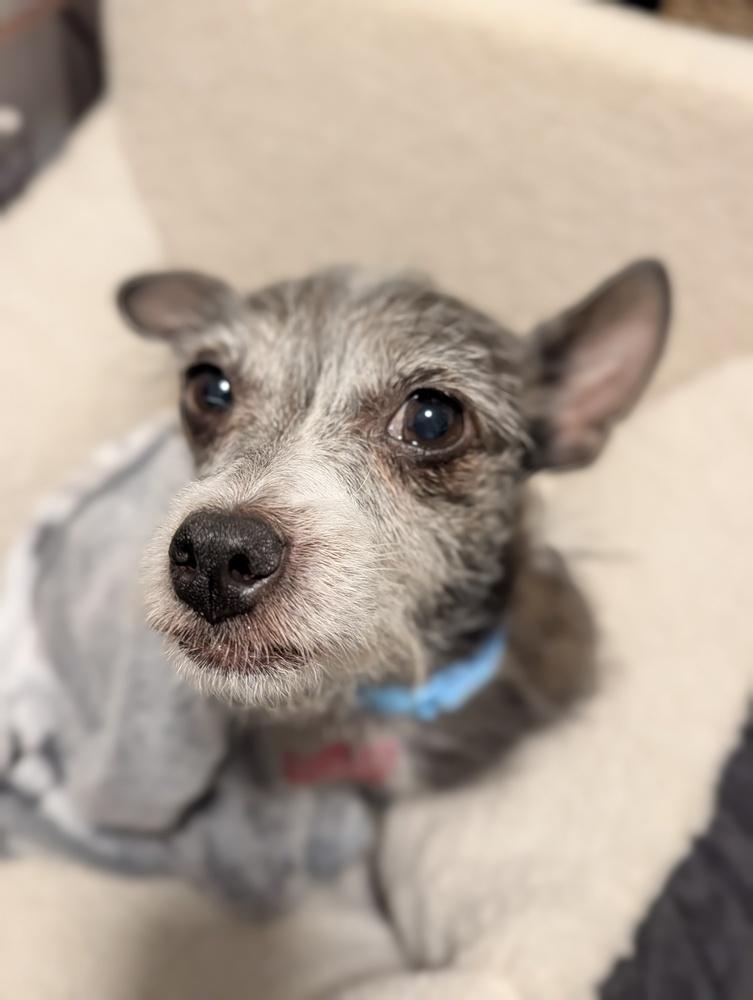 Rose, Adoptable, Senior Female Chihuahua & Cairn Terrier.