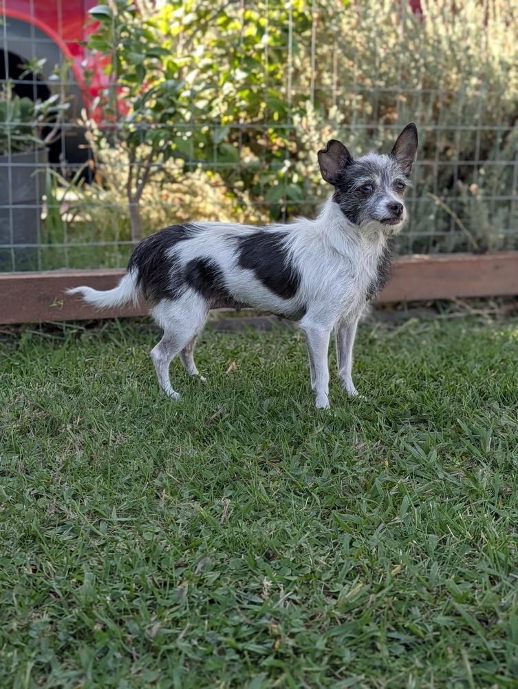 Enlarge Rose, a Adoptable mixed breed in Roseville, CA image 2/3