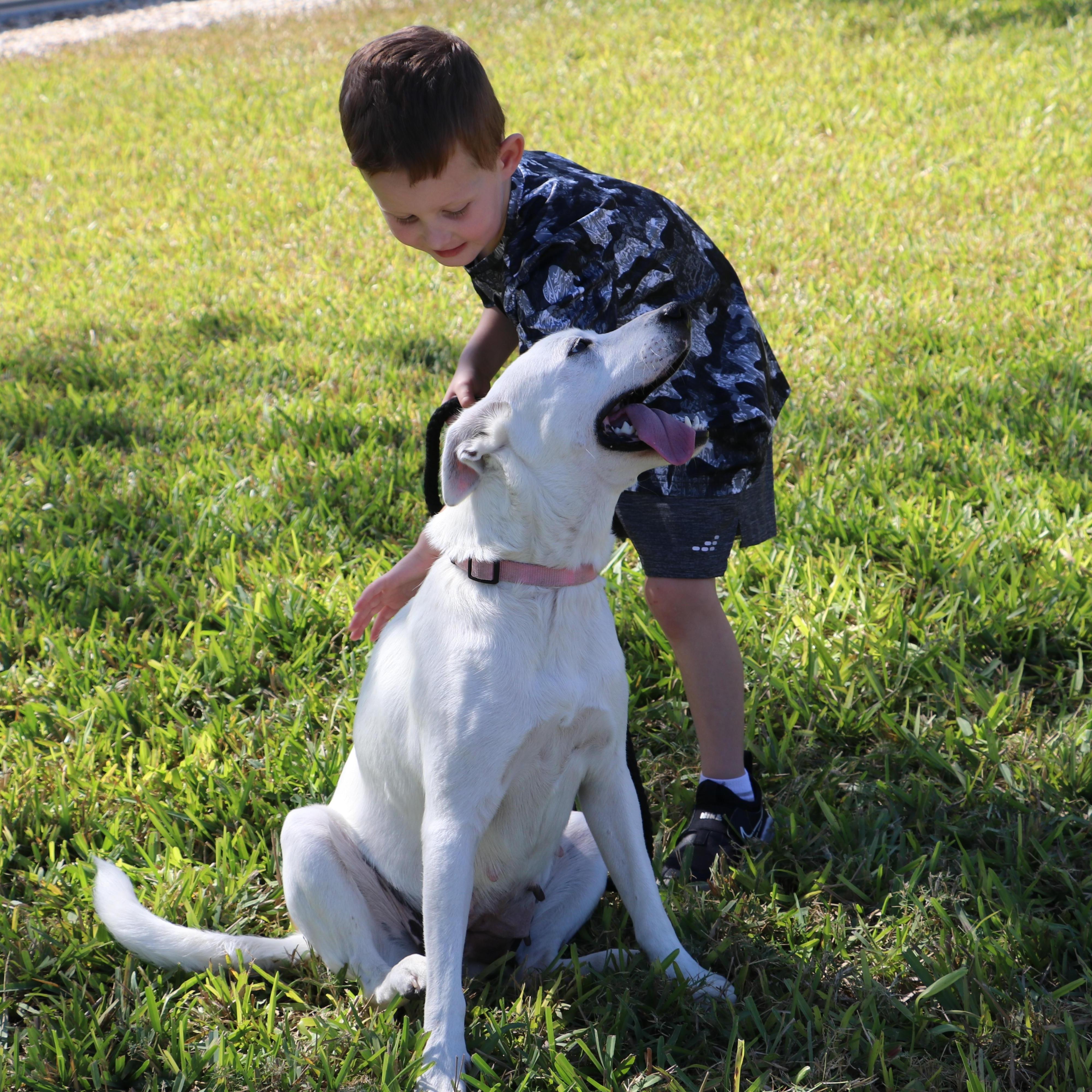 Playful And Energetic Sasha, a Adoptable mixed breed in Bellingham, WA image 1/5