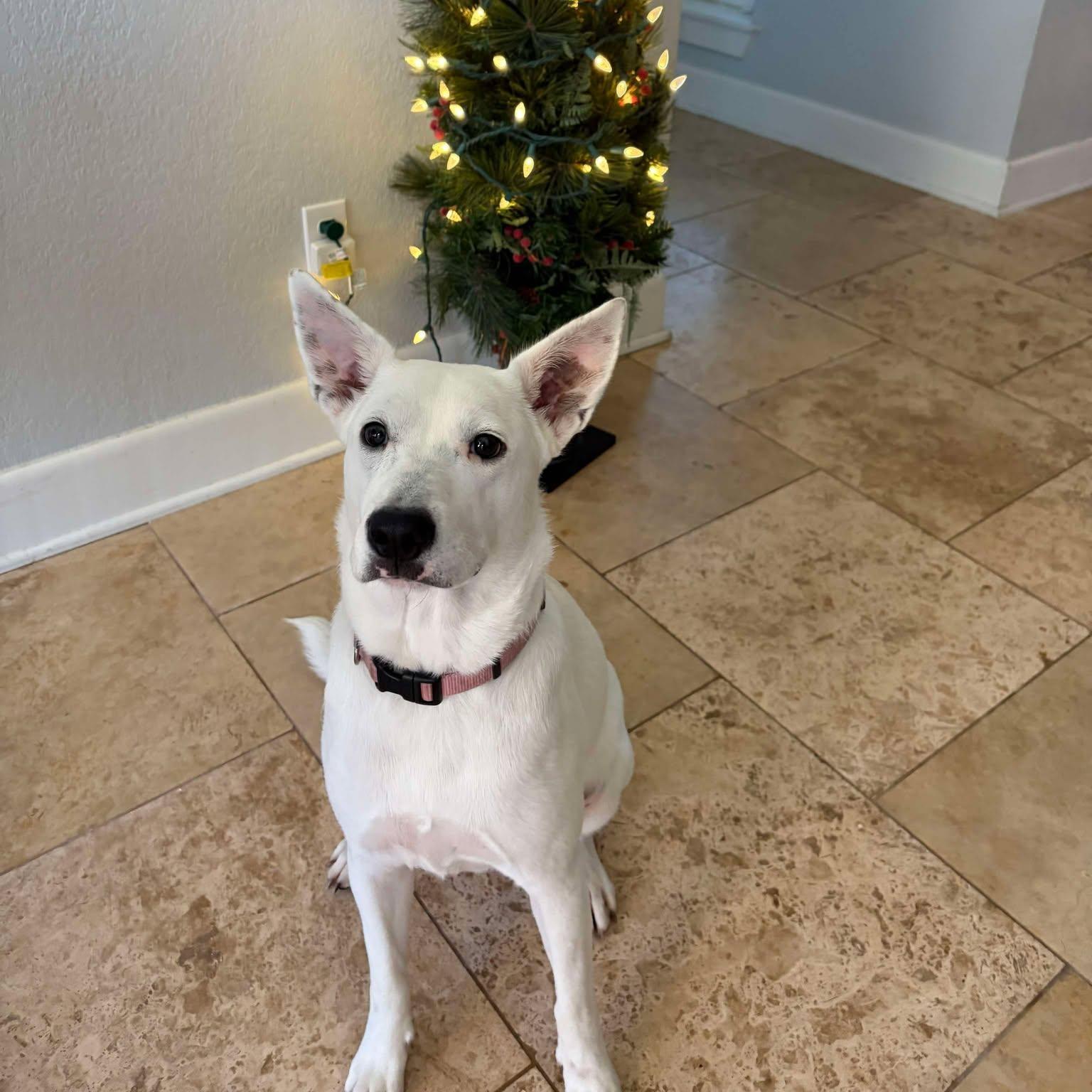 Playful And Energetic Sasha, a Adoptable mixed breed in Bellingham, WA image 3/5