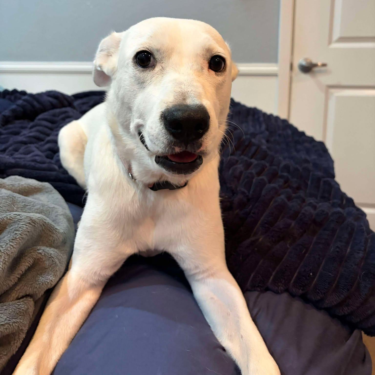 Playful And Energetic Sasha, a Adoptable mixed breed in Bellingham, WA image 4/5