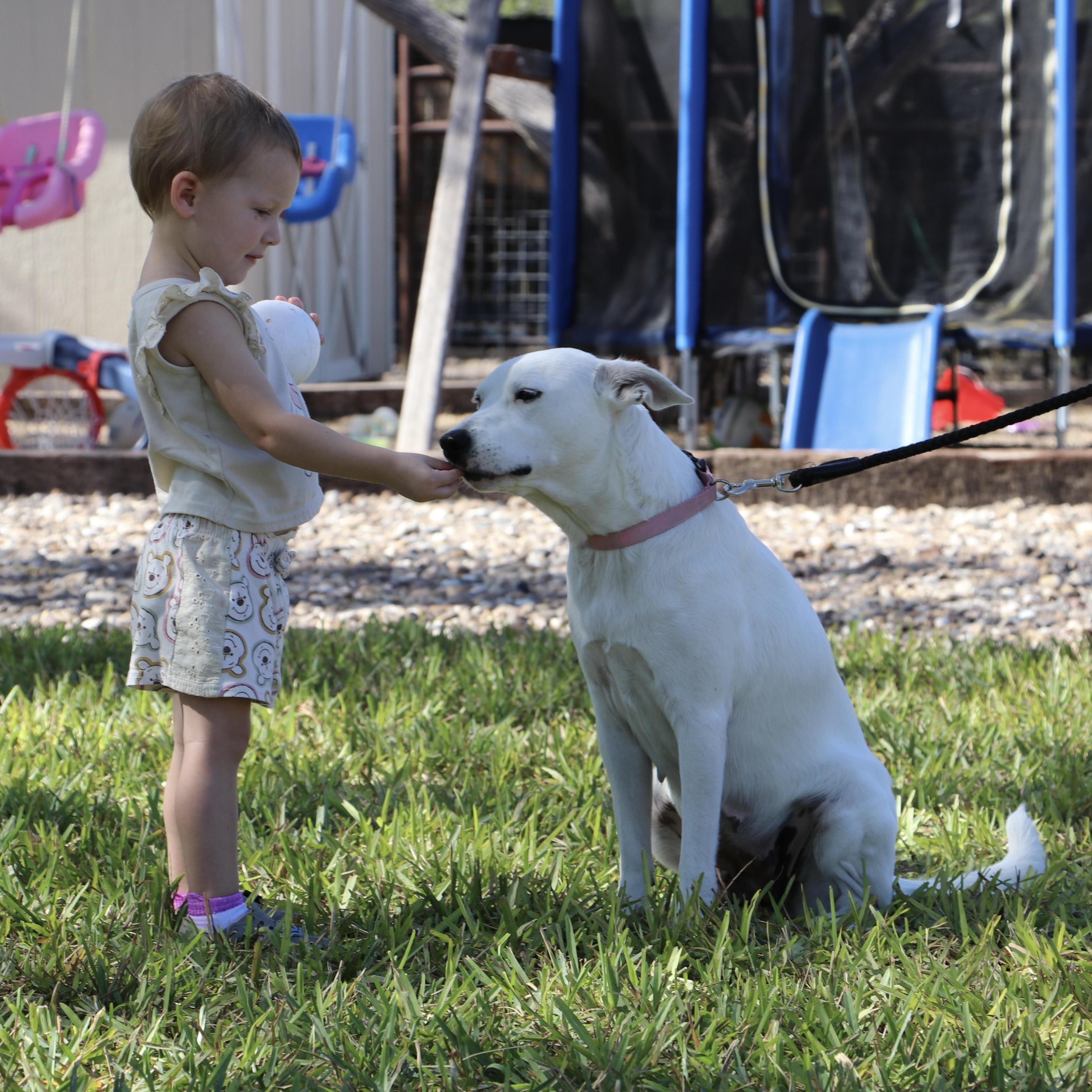 Playful And Energetic Sasha, a Adoptable mixed breed in Bellingham, WA image 5/5