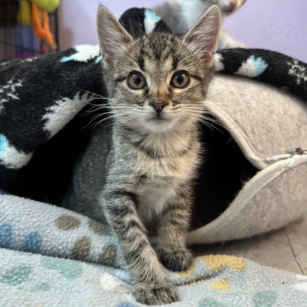 Tiny, Adoptable, Young Male Domestic Short Hair.