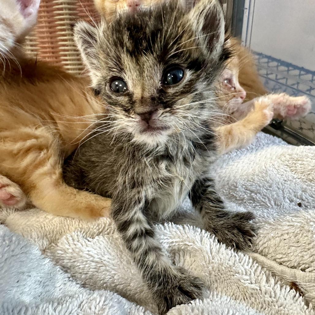 Enlarge Tiny, a Adoptable Domestic Short Hair in Durango, CO image 2/6