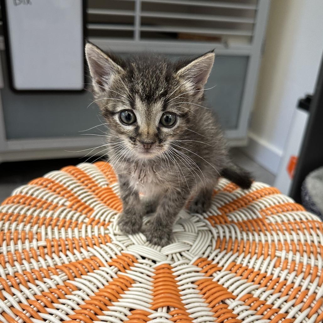 Enlarge Tiny, a Adoptable Domestic Short Hair in Durango, CO image 3/6