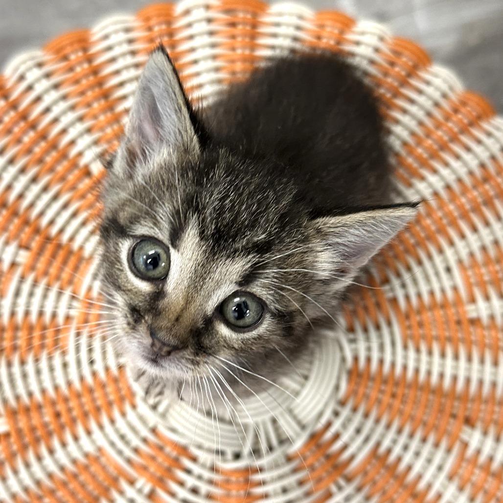 Enlarge Tiny, a Adoptable Domestic Short Hair in Durango, CO image 4/6