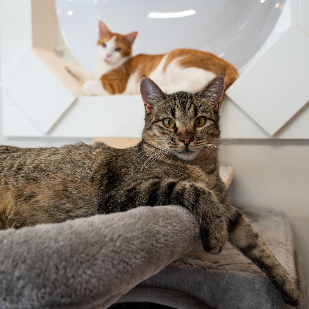 Tiny, a Adoptable Domestic Short Hair in Durango, CO image 5/6