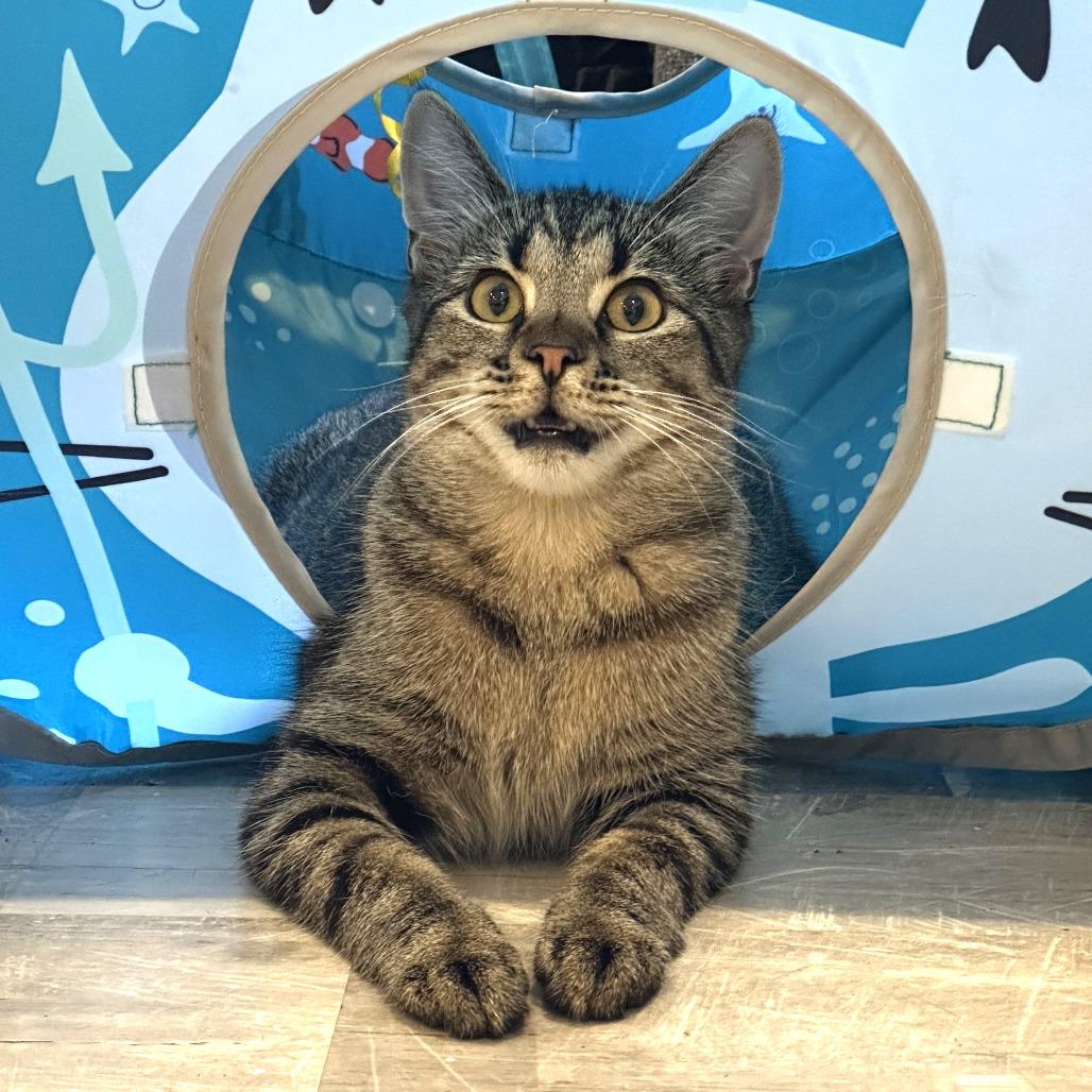 Enlarge Tiny, a Adoptable Domestic Short Hair in Durango, CO image 5/6