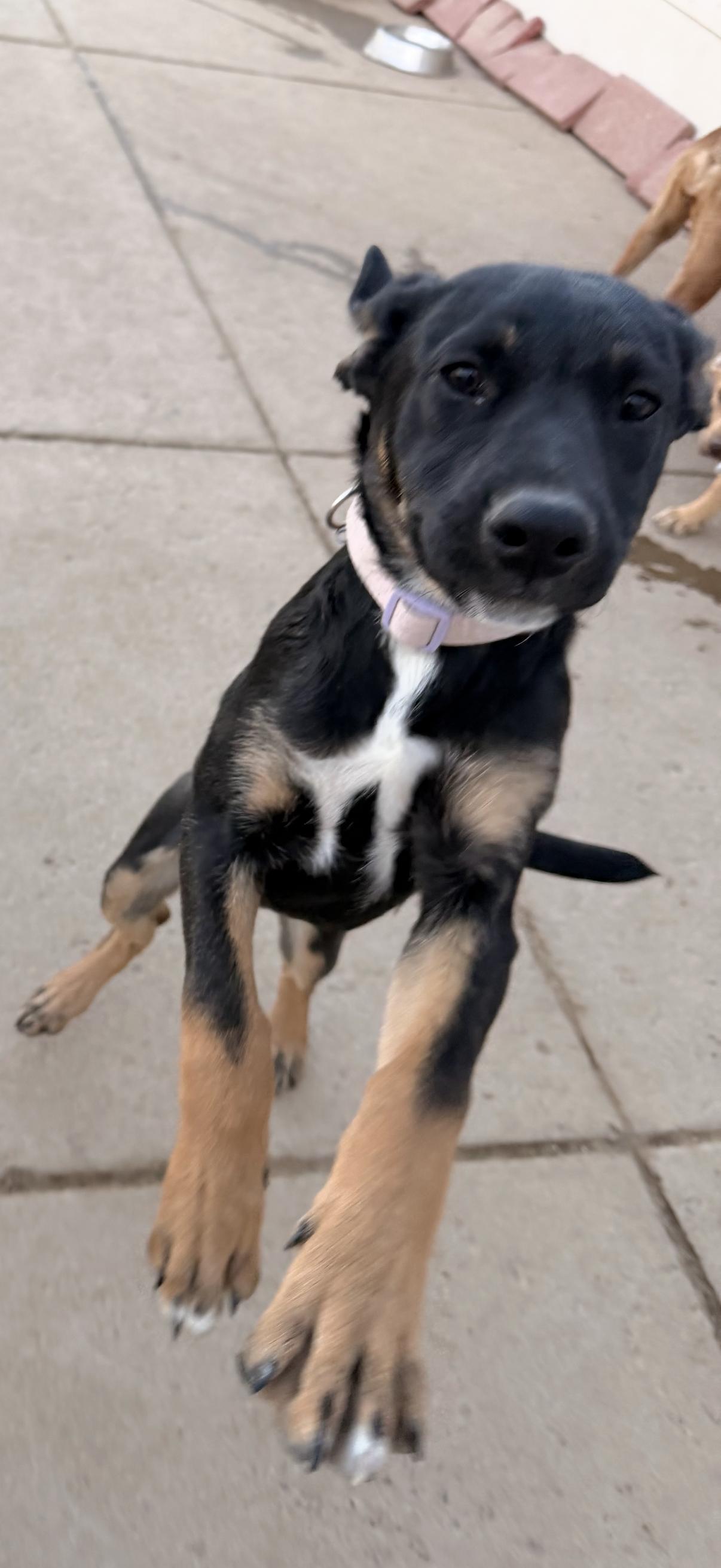 Harley, ADOPTABLE, Puppy Female Mixed Breed.