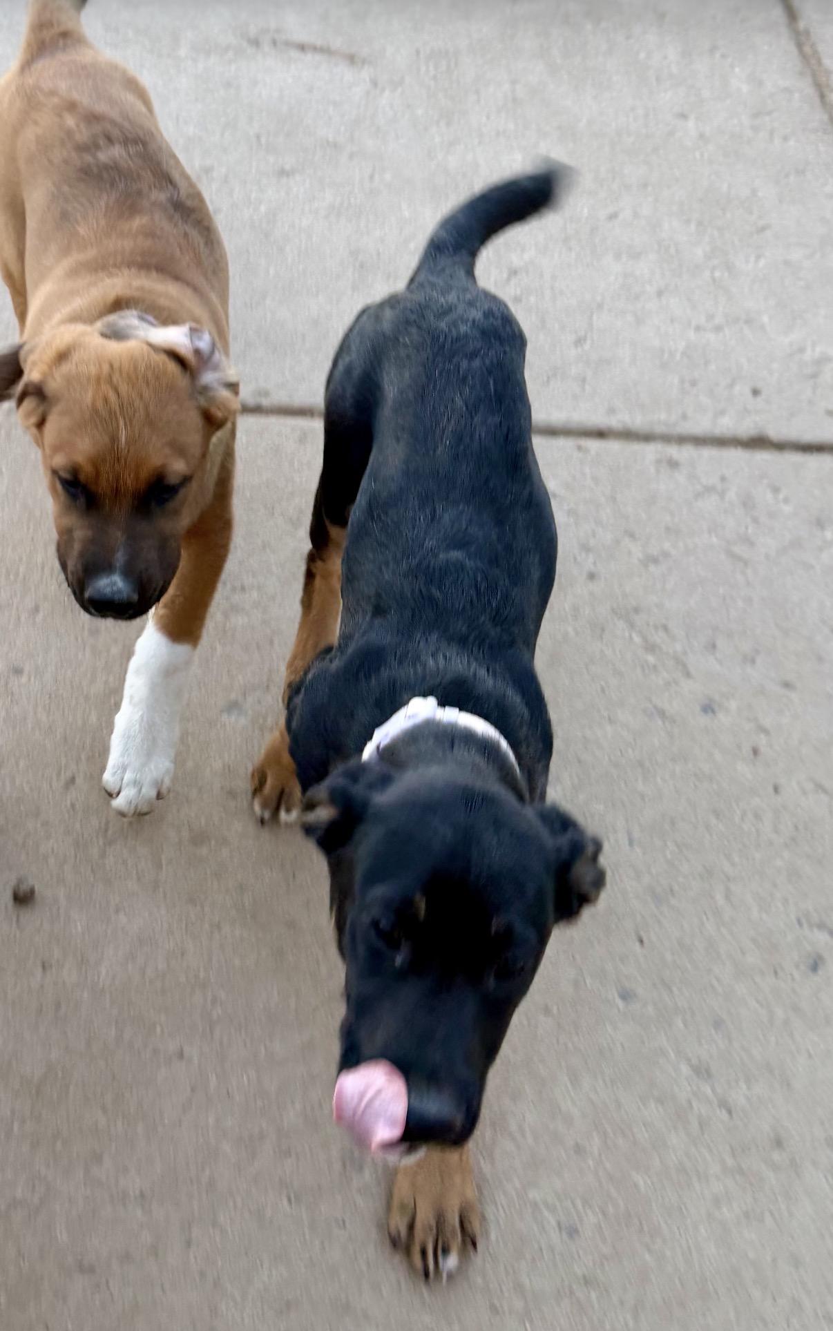 Enlarge Harley, a ADOPTABLE Mixed Breed in Littleton, CO image 2/3