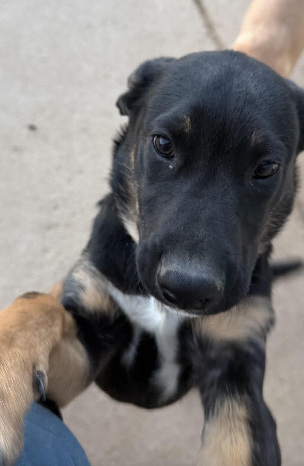 Enlarge Harley, a ADOPTABLE Mixed Breed in Littleton, CO image 3/3