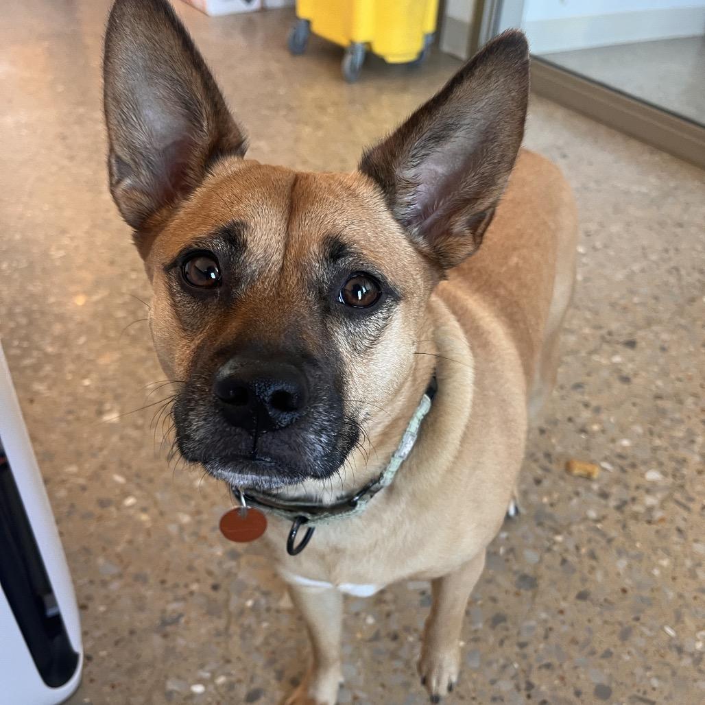 Cindy, Adoptable, Adult Female Shiba Inu.