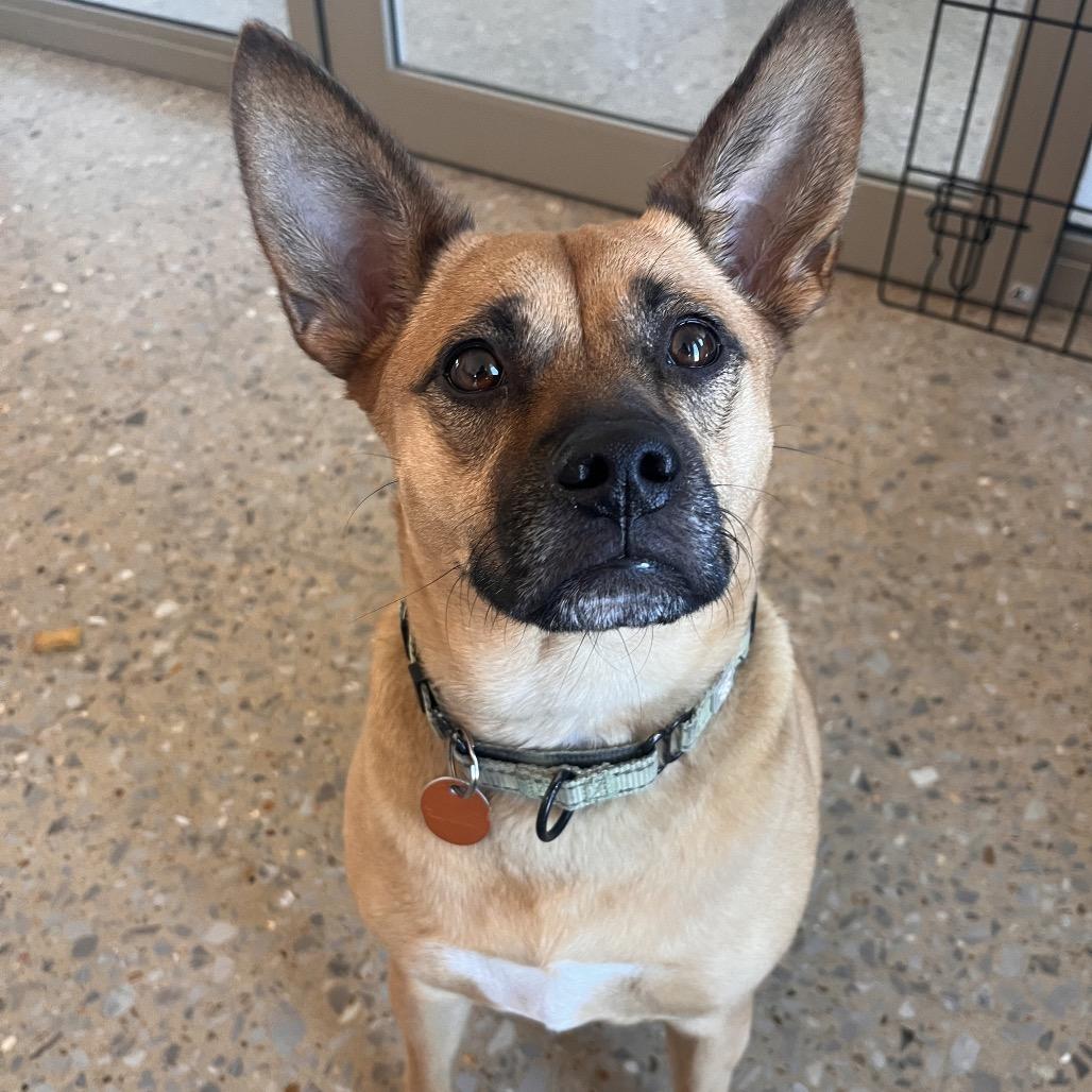 Enlarge Cindy, a Adoptable mixed breed in Bentonville, AR image 2/6
