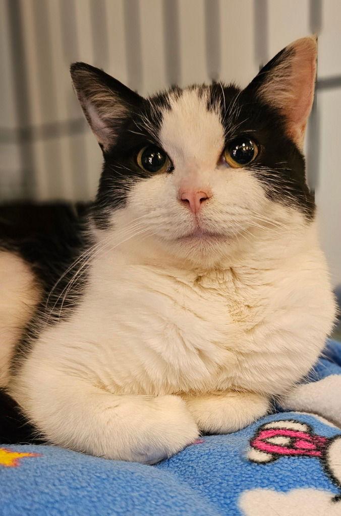 Chelsey, Adoptable, Adult Female Tuxedo.