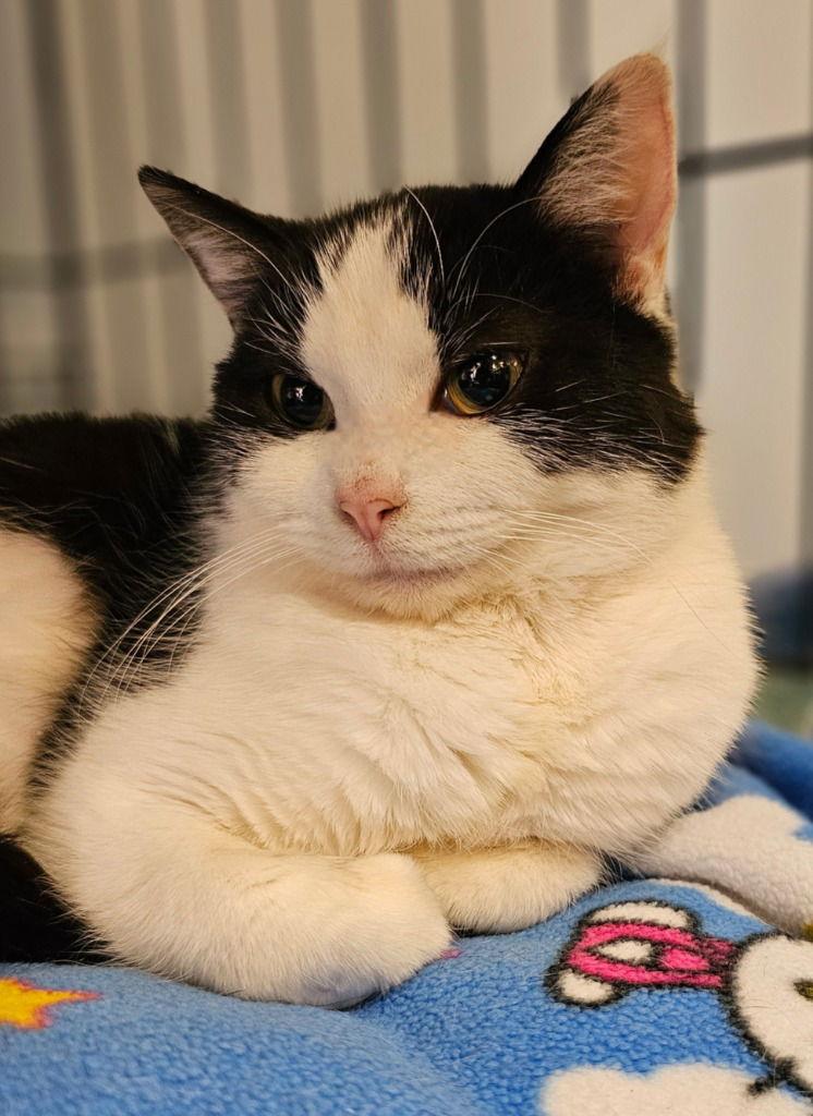 Chelsey, a Adoptable Tuxedo in Lovingston, VA image 2/3