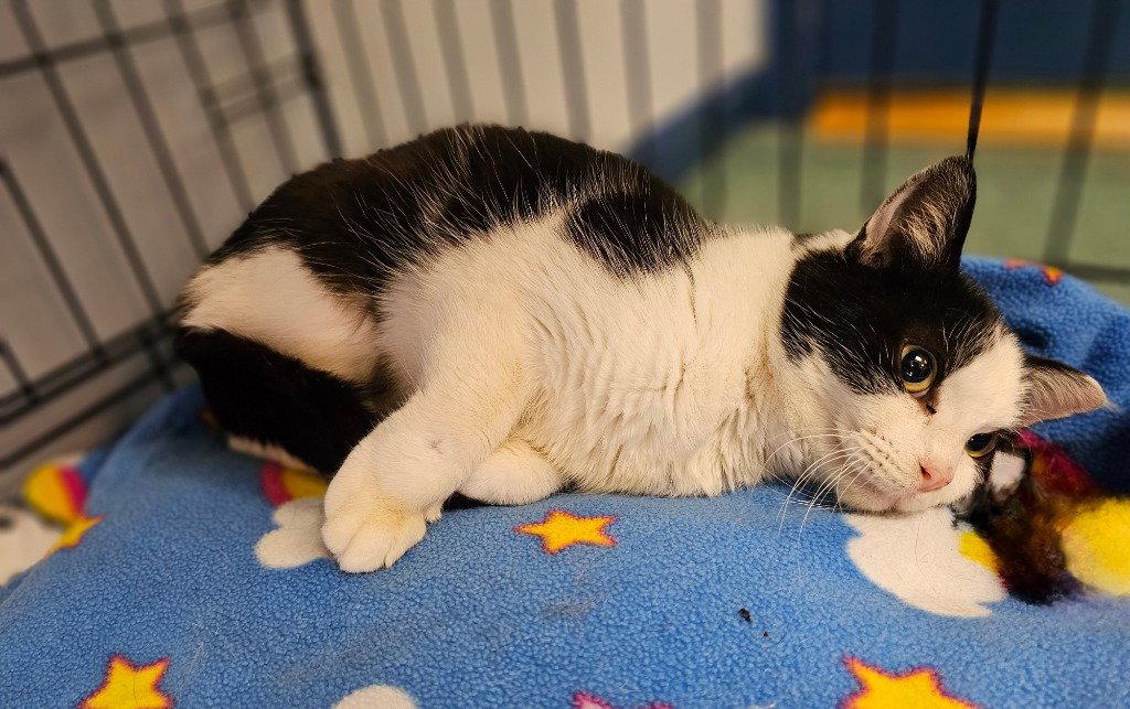 Chelsey, a Adoptable Tuxedo in Lovingston, VA image 3/3