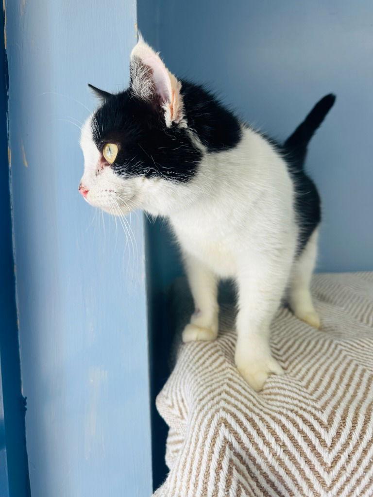 Chelsey — thumbnail 2