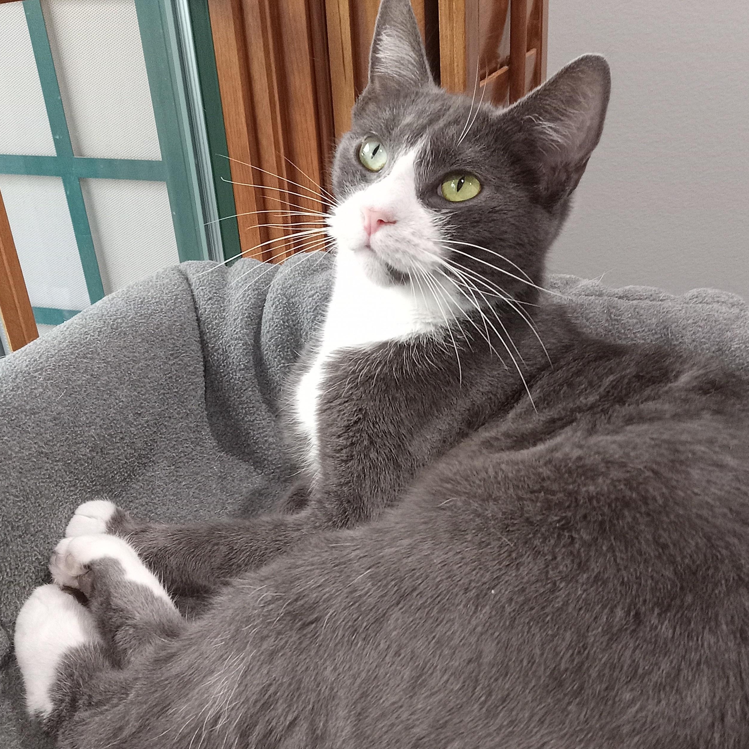 Enlarge Snuggle, a ADOPTABLE Domestic Short Hair in Irvine, CA image 2/4