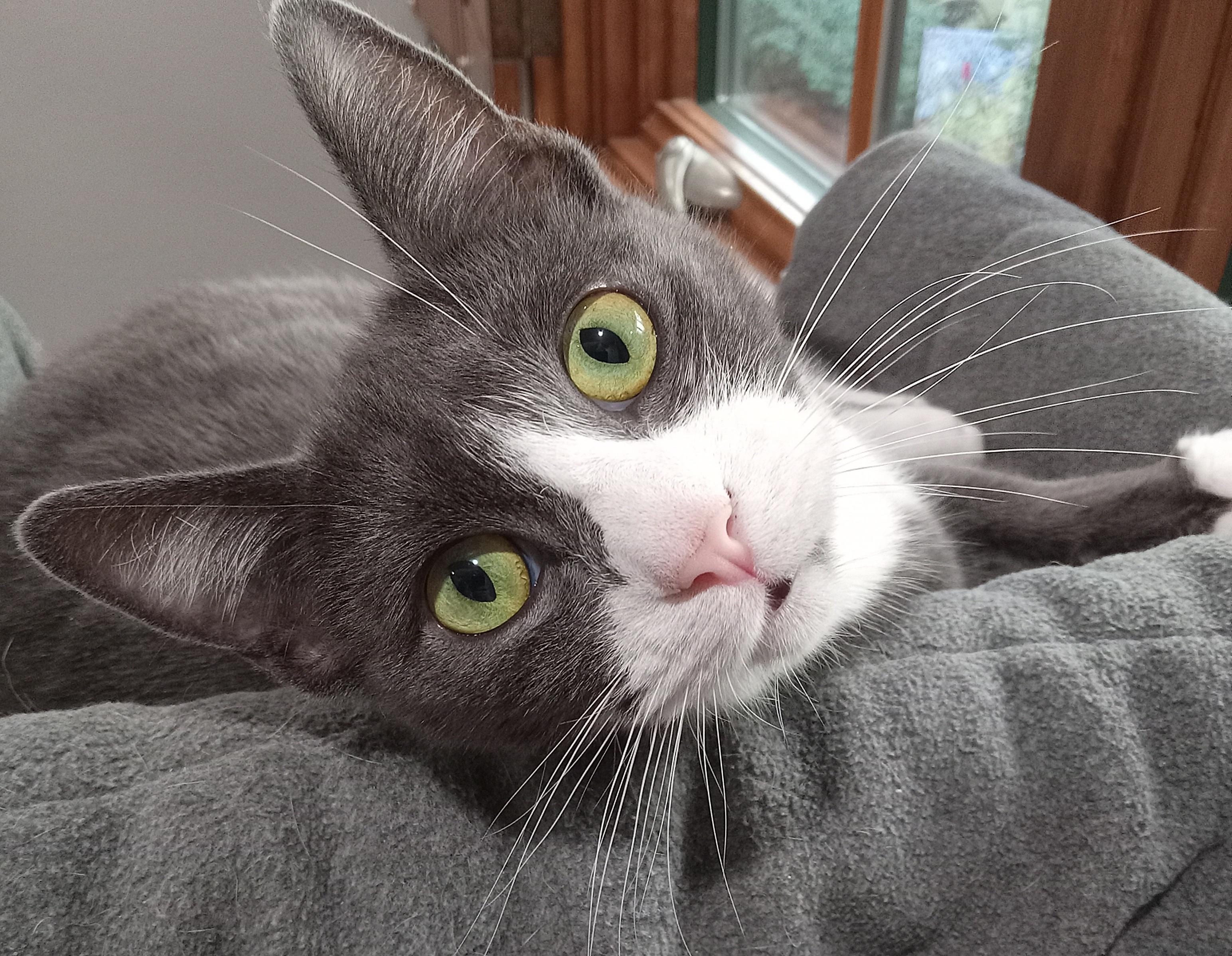 Enlarge Snuggle, a ADOPTABLE Domestic Short Hair in Irvine, CA image 1/4