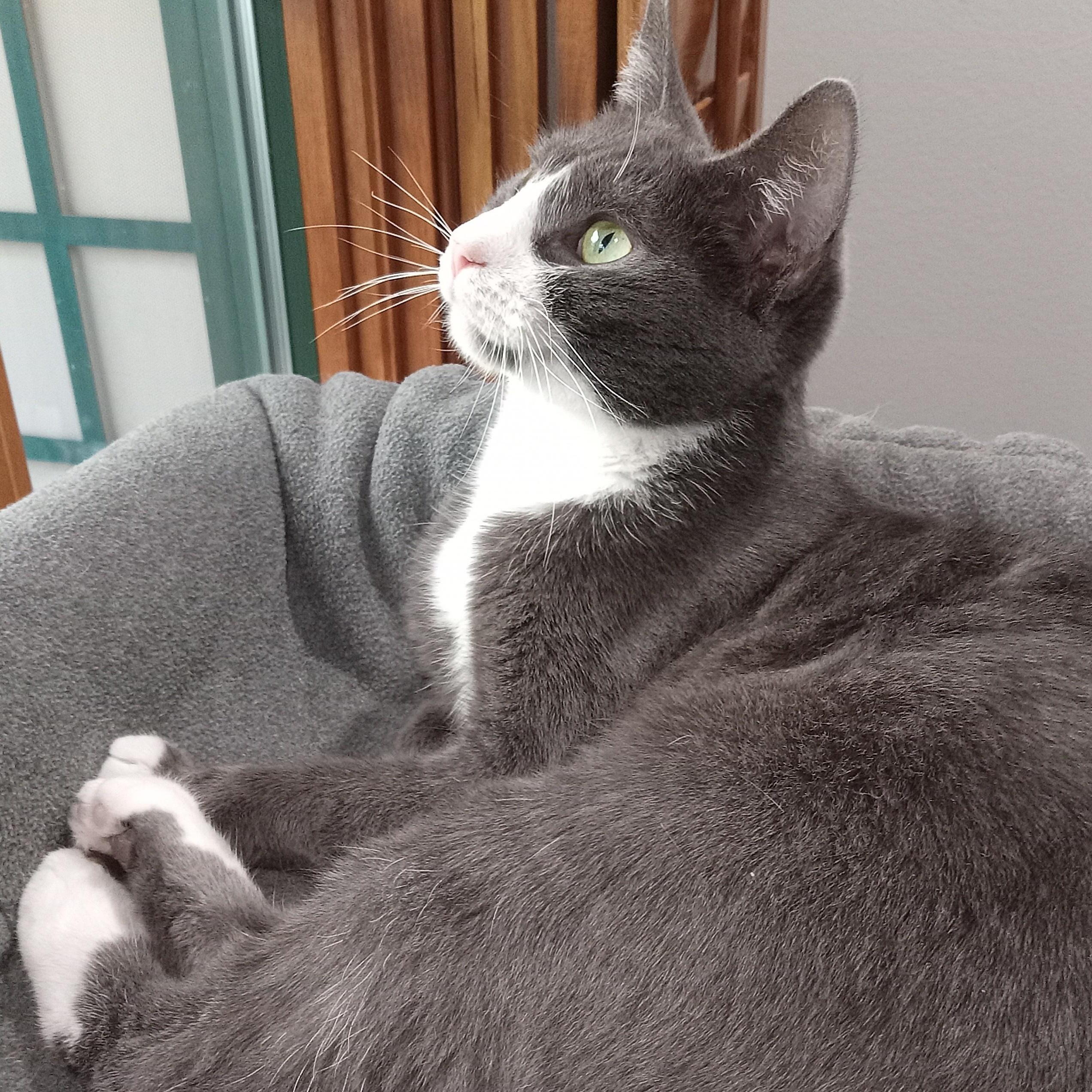 Enlarge Snuggle, a ADOPTABLE Domestic Short Hair in Irvine, CA image 4/4