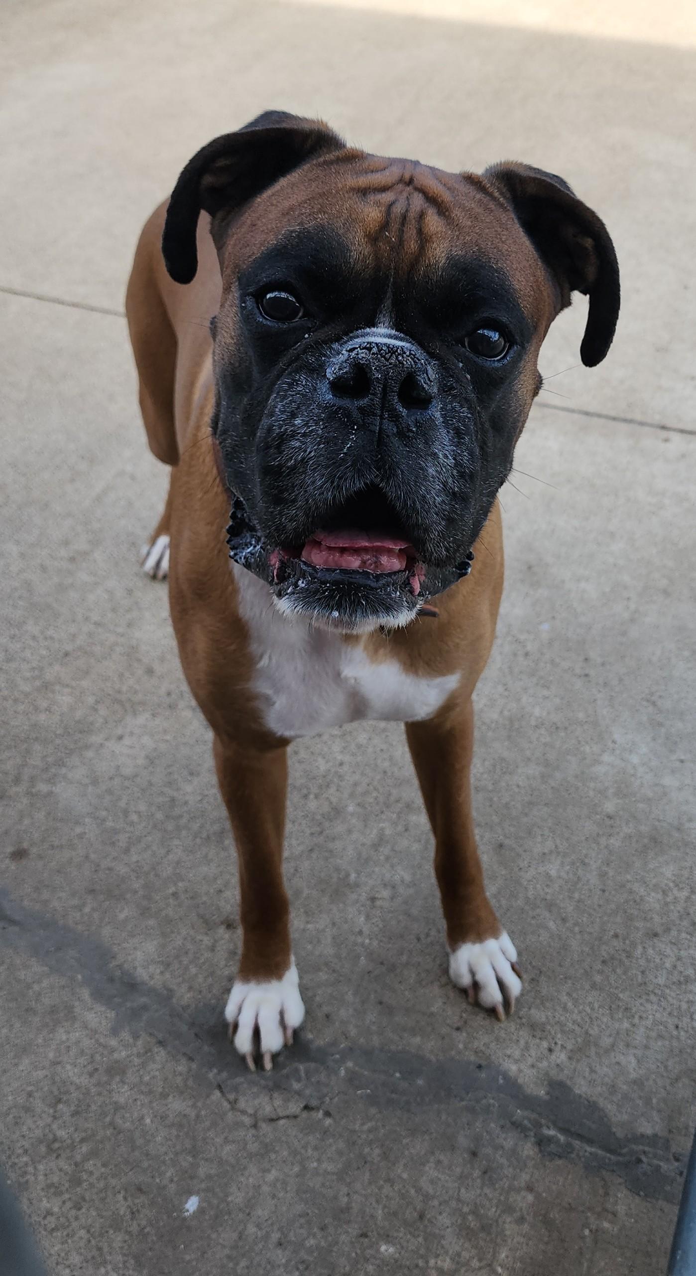 Buddha, ADOPTABLE, Adult Male Boxer.