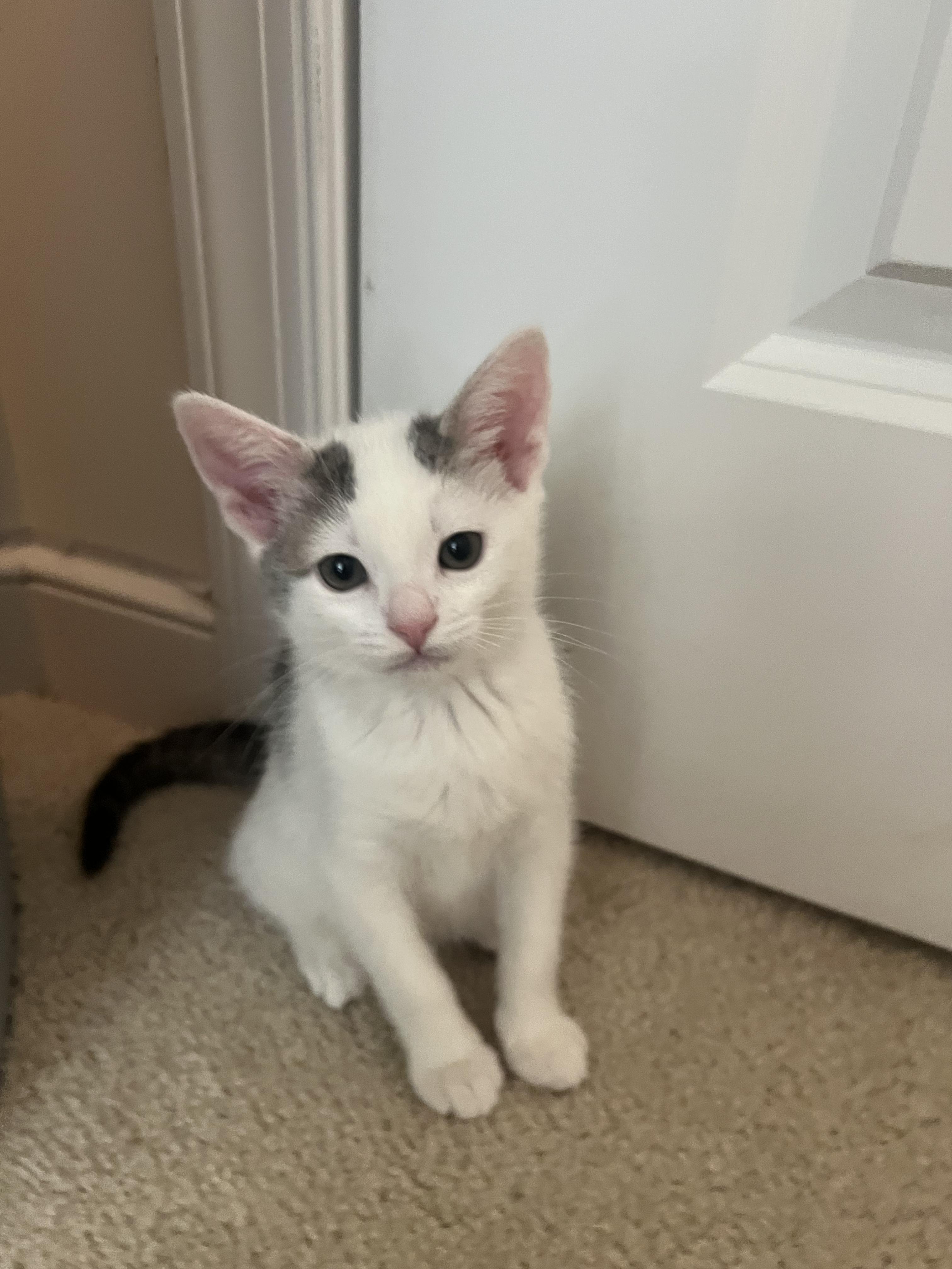 Bellini, ADOPTABLE, Kitten Female American Shorthair.