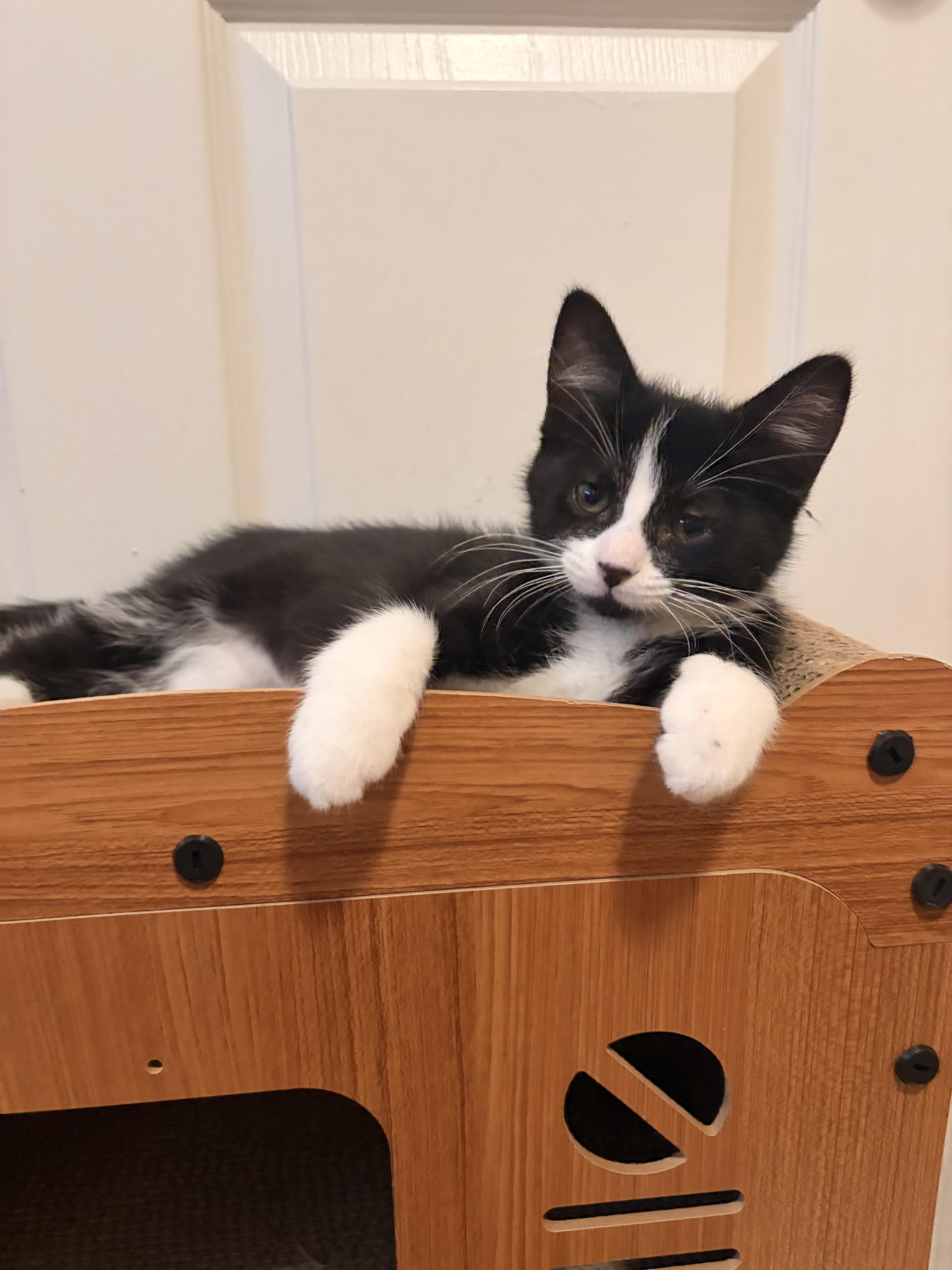 Cannoli, adopted, Kitten Male Domestic Short Hair.