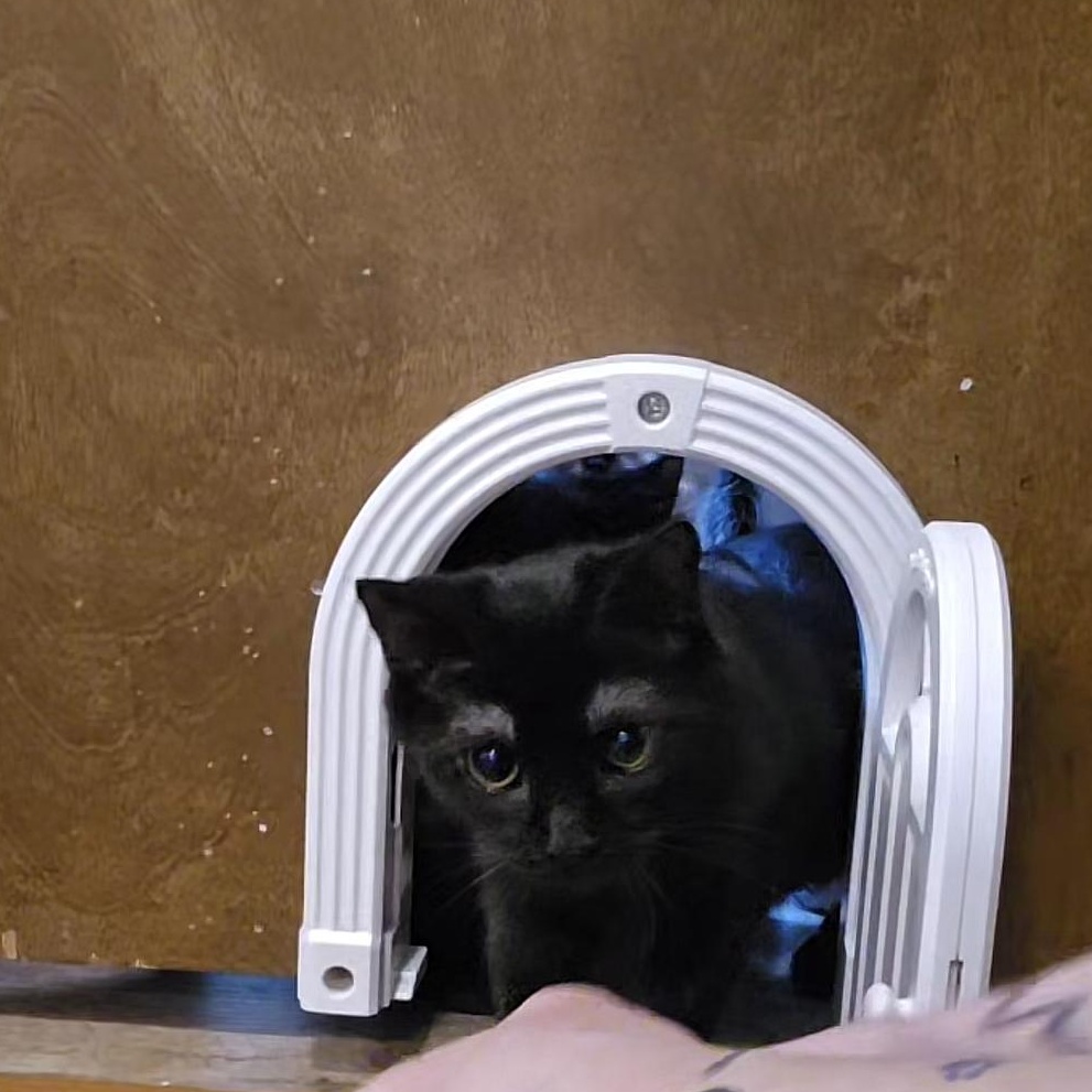 Enlarge Chirpa, an adoptable Domestic Short Hair in Lacey, WA image 1/3