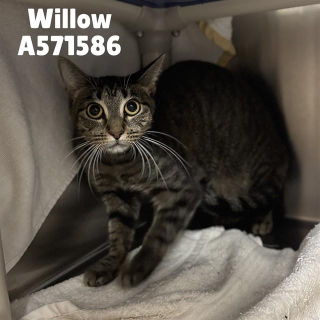 Enlarge WILLOW, a Adoptable Domestic Short Hair in Huntsville, AL image 1/1