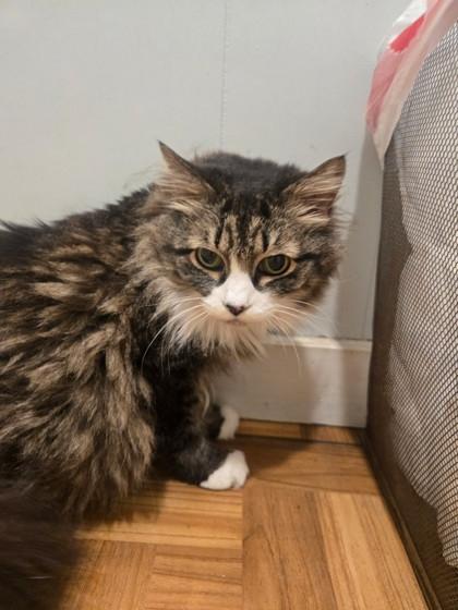 Blossom, ADOPTABLE, Adult Female Domestic Medium Hair.