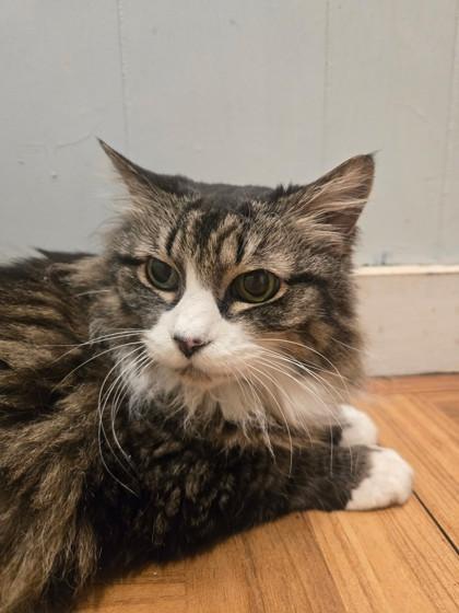 Enlarge Blossom, a ADOPTABLE Domestic Medium Hair in Plano, TX image 3/3