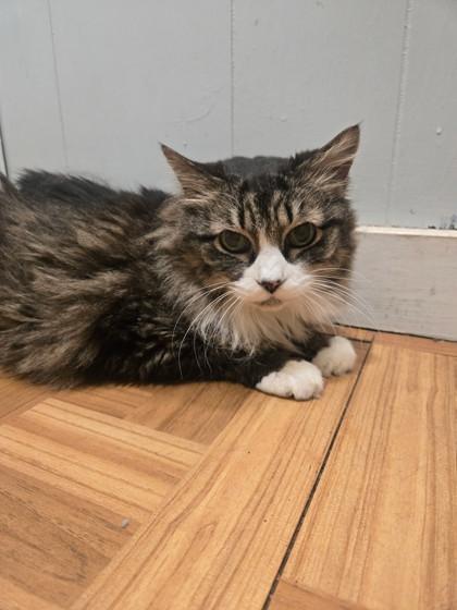 Enlarge Blossom, a ADOPTABLE Domestic Medium Hair in Plano, TX image 2/3
