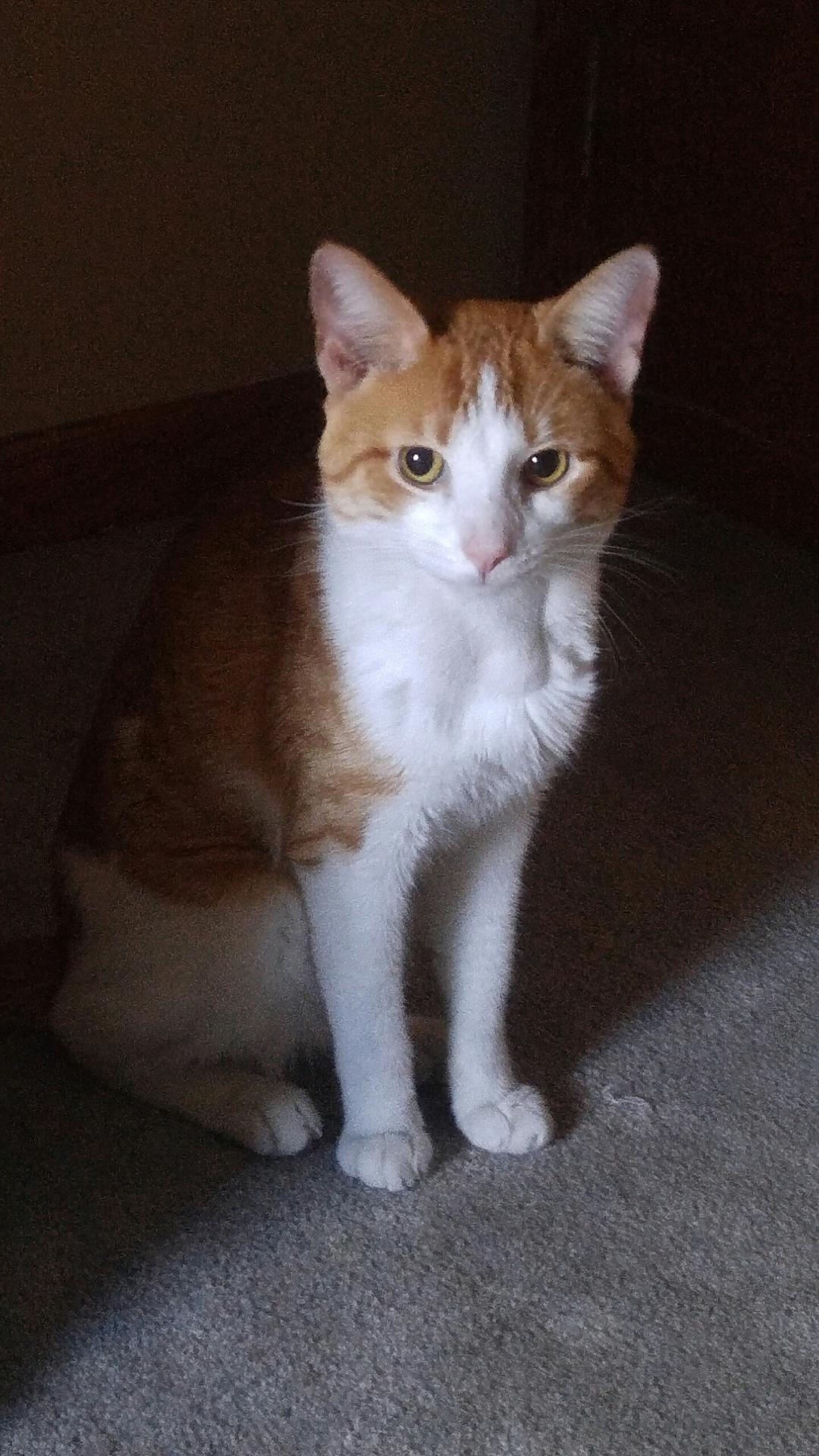 Enlarge Taz, a Adoptable Domestic Short Hair in Whiting, IN image 1/1