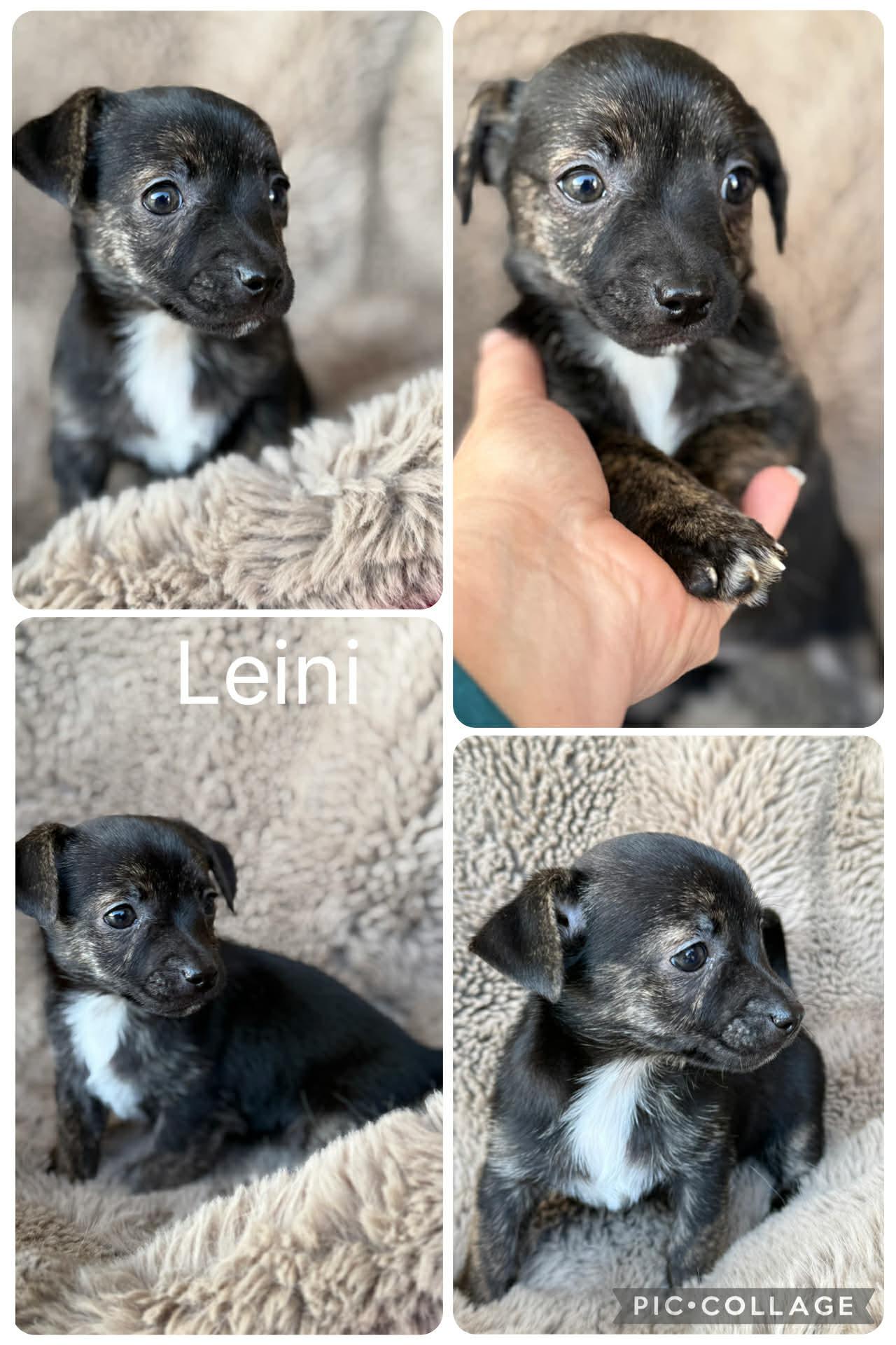 Leini, adopted, Puppy Female Chihuahua & Rat Terrier.
